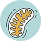 Mitochondrial Dysfuntion